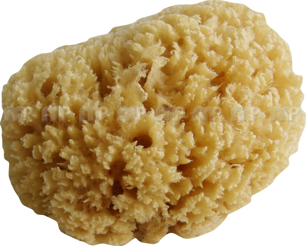 MP Naturschwamm 16-18 cm